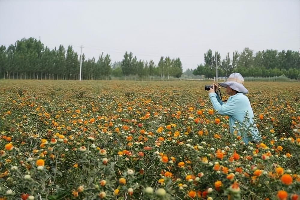 红花种植高产技术_红花人工种植技术难_红花种植枝术