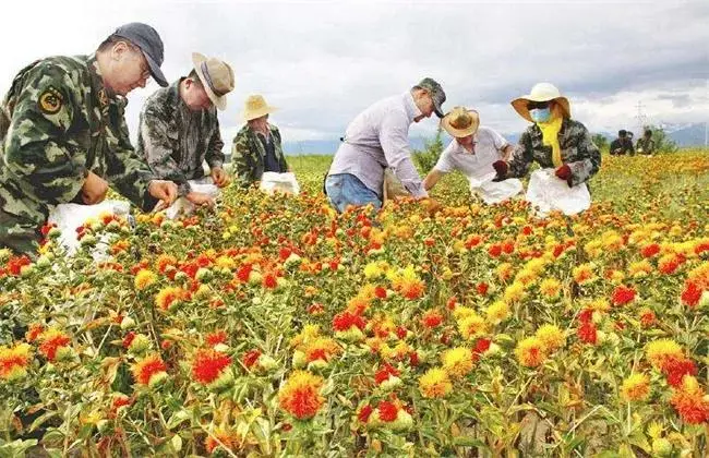 红花种植枝术_红花人工种植技术难_红花种植高产技术