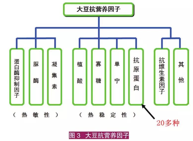 仔猪养殖技术视频播放_子猪养殖技术大全视频_猪的养殖技术视频