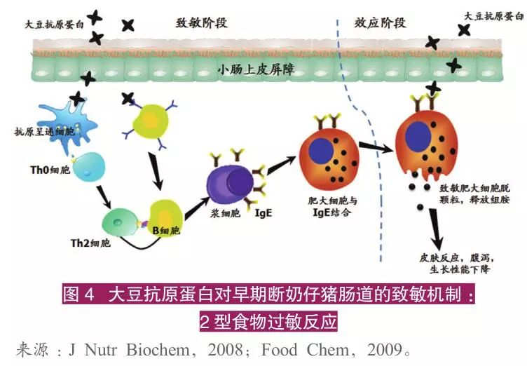 仔猪养殖技术视频播放_猪的养殖技术视频_子猪养殖技术大全视频