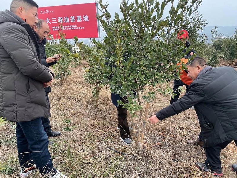 致富经2015种植_致富种植糖料蔗文案怎么写_致富种植业