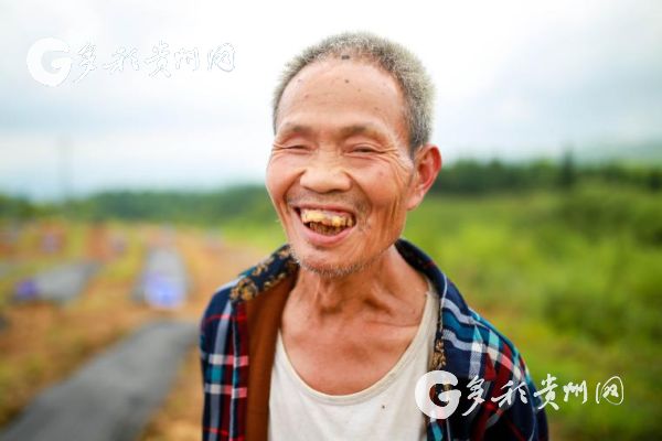 种植芋子技术与管理_种植芋子技术要点_芋子怎么种植技术