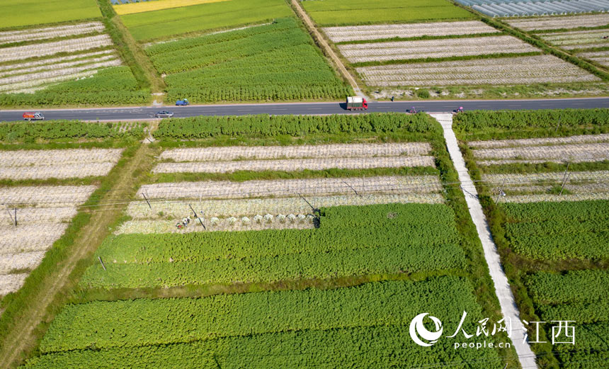 航拍苧麻種植基地。趙春亮攝