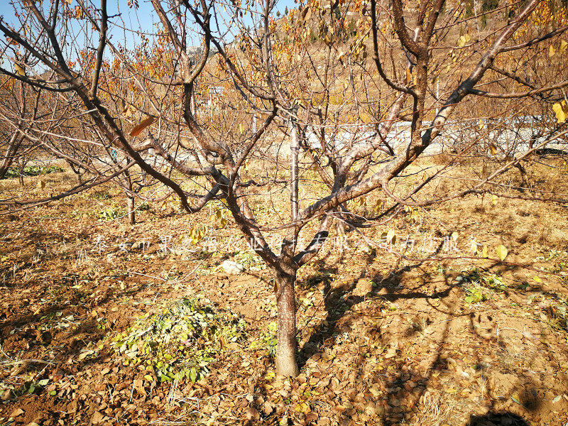 阳泉北山大扁杏苗种植技术2018报价