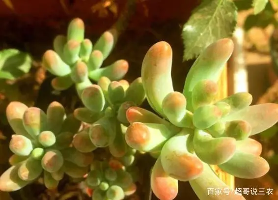 种植多肉技术与管理_种多肉技术教程_多肉的种植技术