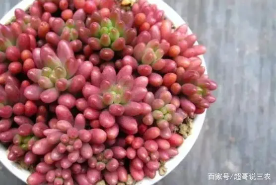 种多肉技术教程_多肉的种植技术_种植多肉技术与管理