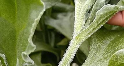 冰菜种植必备指南（适合何种环境？如何栽培？从选地到收获的全过程解析）