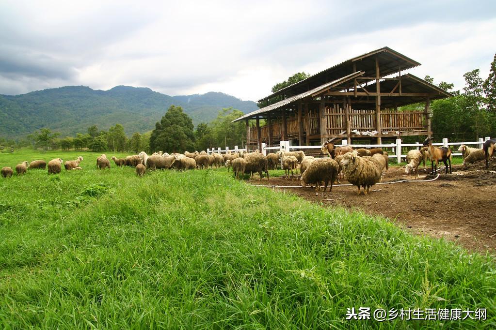 养殖场的小尾寒羊，提高分娩数量的几个措施，老散养殖户可以借鉴