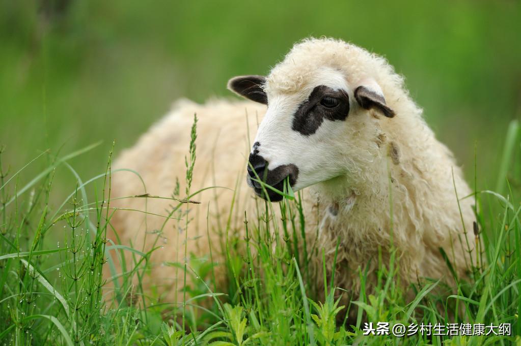 小尾寒羊养殖致富_养殖业小尾寒羊_致富经小尾寒羊养殖视频