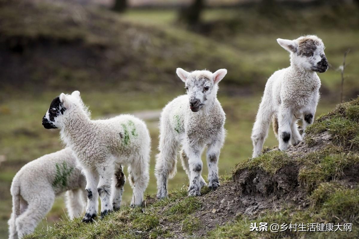 致富经小尾寒羊养殖视频_养殖业小尾寒羊_小尾寒羊养殖致富