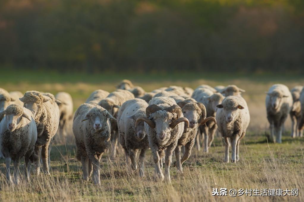 养殖业小尾寒羊_致富经小尾寒羊养殖视频_小尾寒羊养殖致富