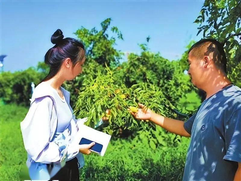 葫芦枣种植致富_葫芦枣种植技术_葫芦枣种植条件