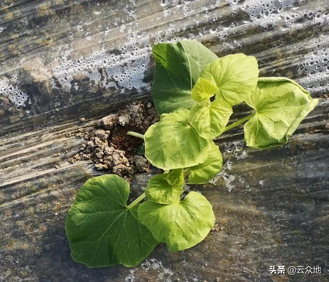 大棚种植甜瓜技术与管理_大棚种植甜瓜技术要求_甜瓜大棚种植技术