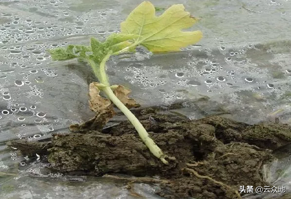 大棚种植甜瓜技术与管理_甜瓜大棚种植技术_大棚种植甜瓜技术要求