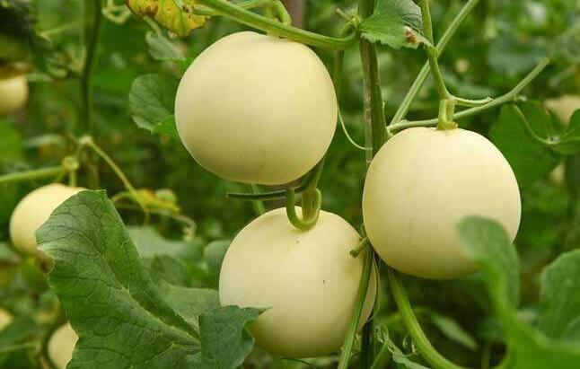 致富种植香瓜怎么样_种香瓜挣钱吗_种植香瓜致富