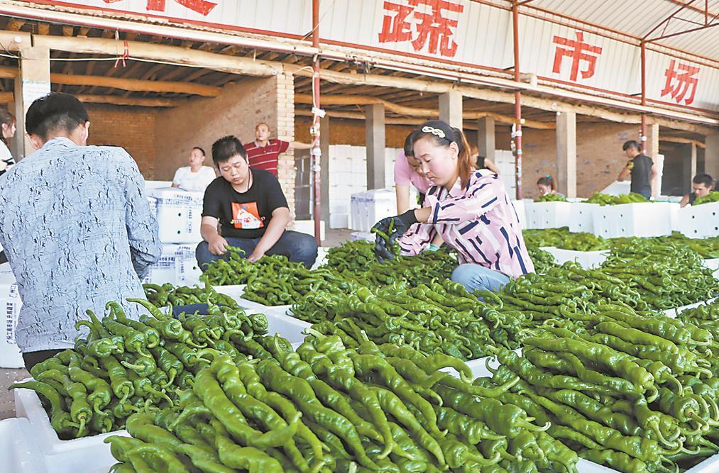 旱甜瓜种植致富_甜瓜种植技术_致富经甜瓜种植视频