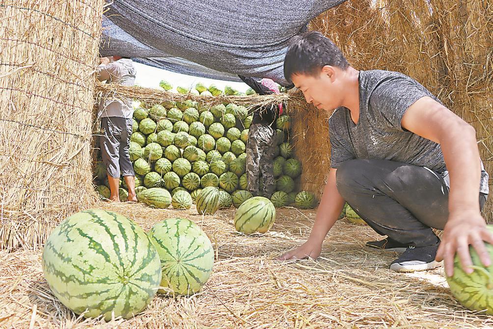 致富经甜瓜种植视频_甜瓜种植技术_旱甜瓜种植致富