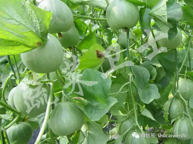 甜瓜大棚种植技术_大棚种植甜瓜技术视频_大棚种植甜瓜技术要点