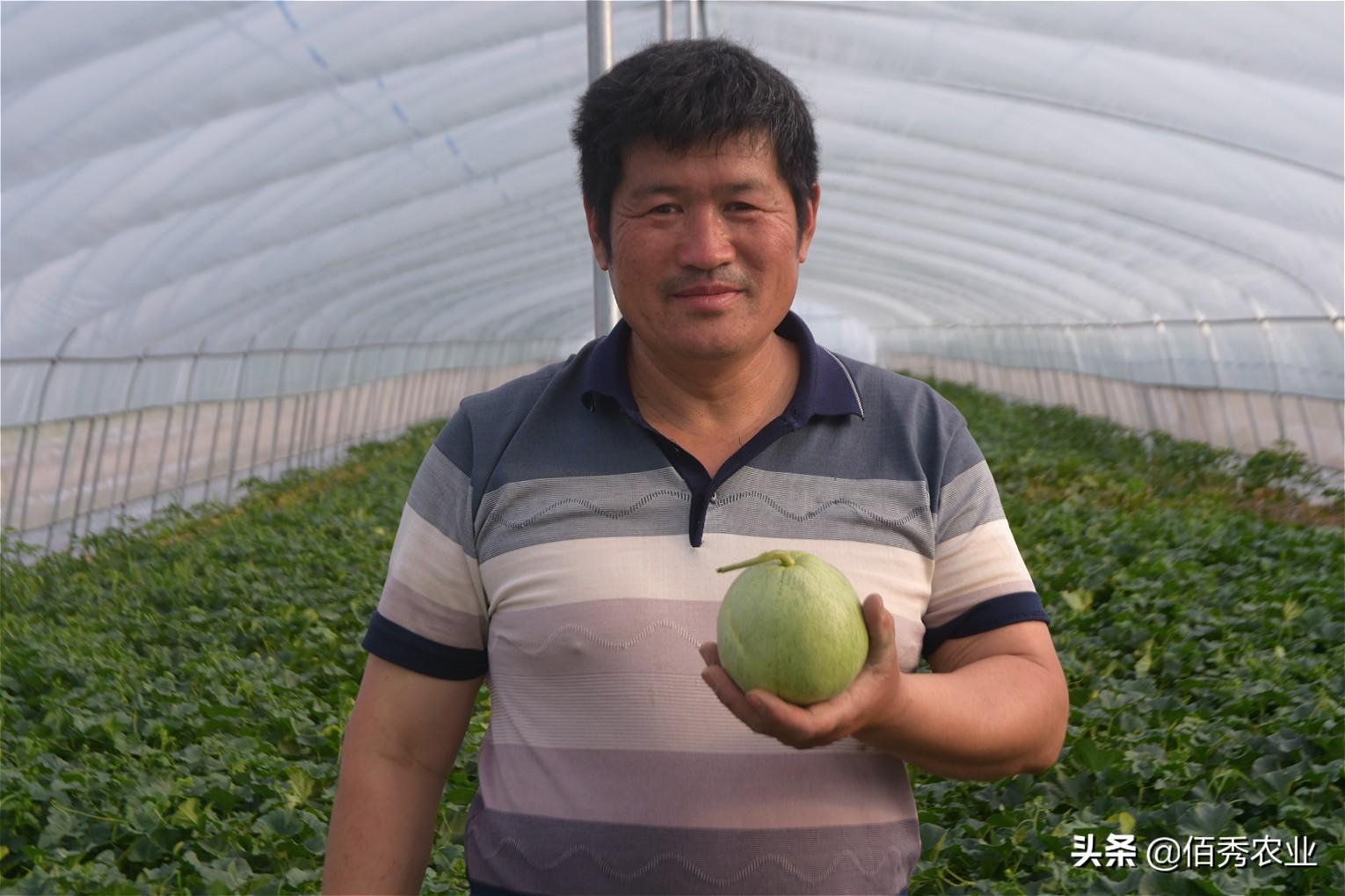 甜瓜大棚种植技术_种大棚甜瓜效益怎么样_大棚种植甜瓜技术要点