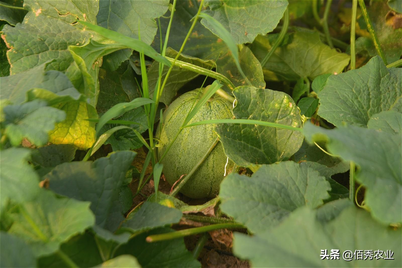 种大棚甜瓜效益怎么样_甜瓜大棚种植技术_大棚种植甜瓜技术要点