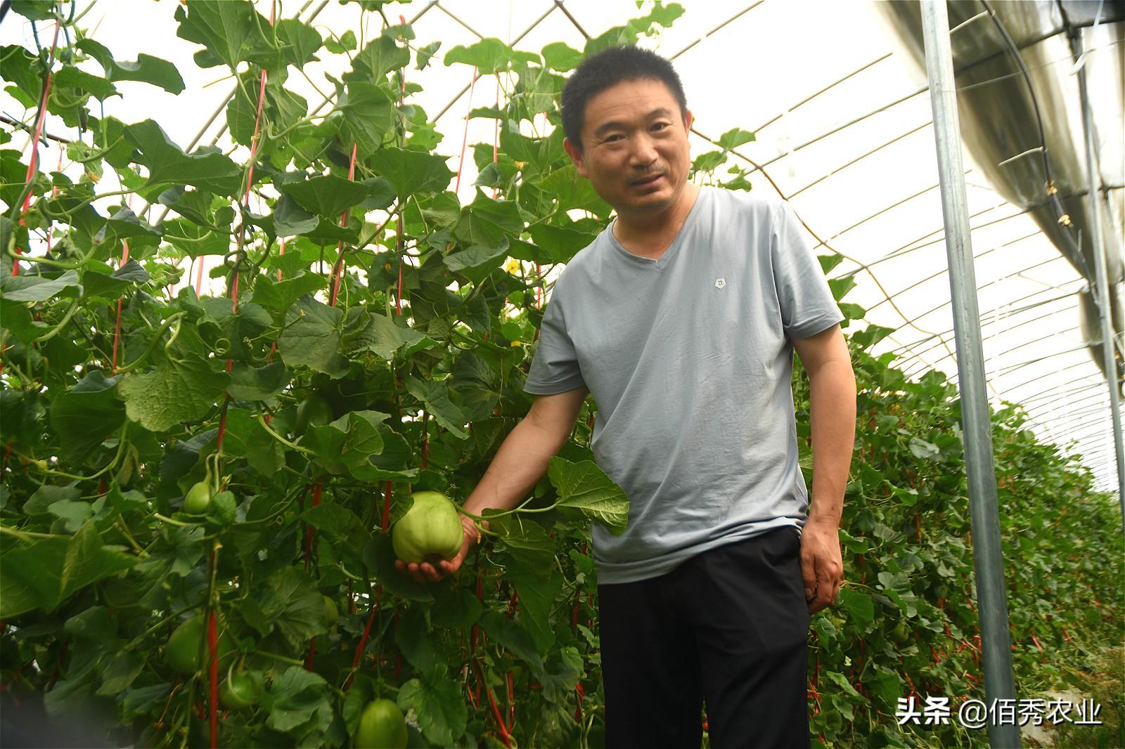 大棚种植甜瓜技术要点_种大棚甜瓜效益怎么样_甜瓜大棚种植技术