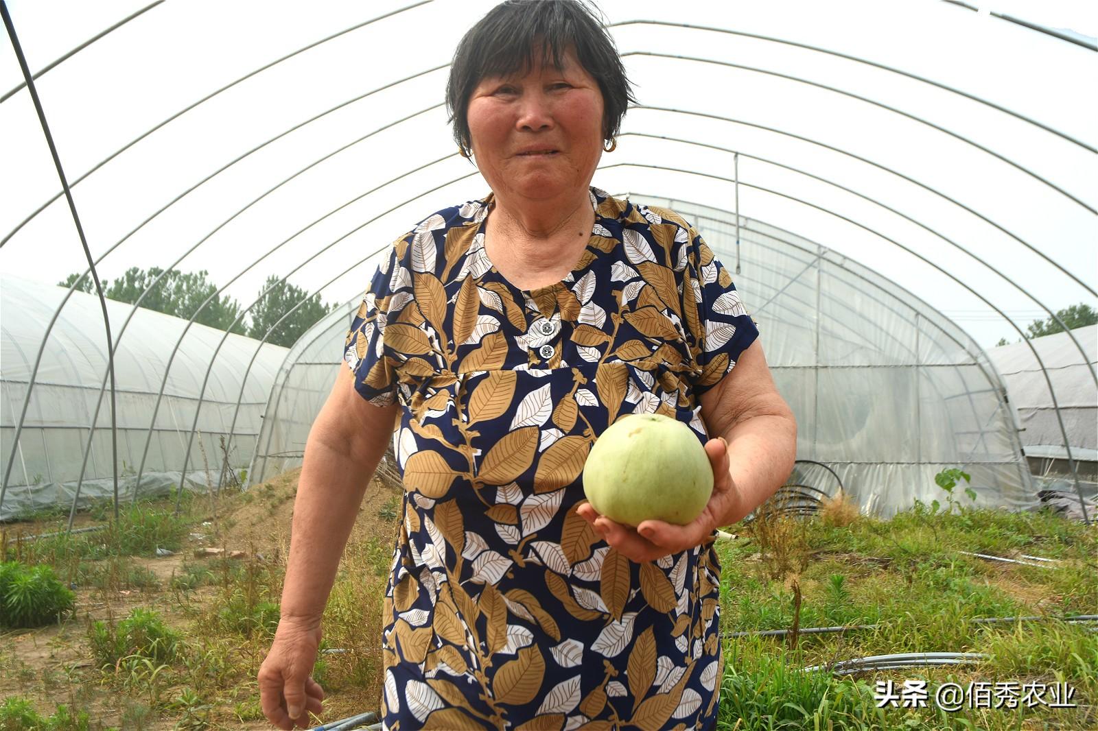 甜瓜大棚种植技术_大棚种植甜瓜技术要点_种大棚甜瓜效益怎么样