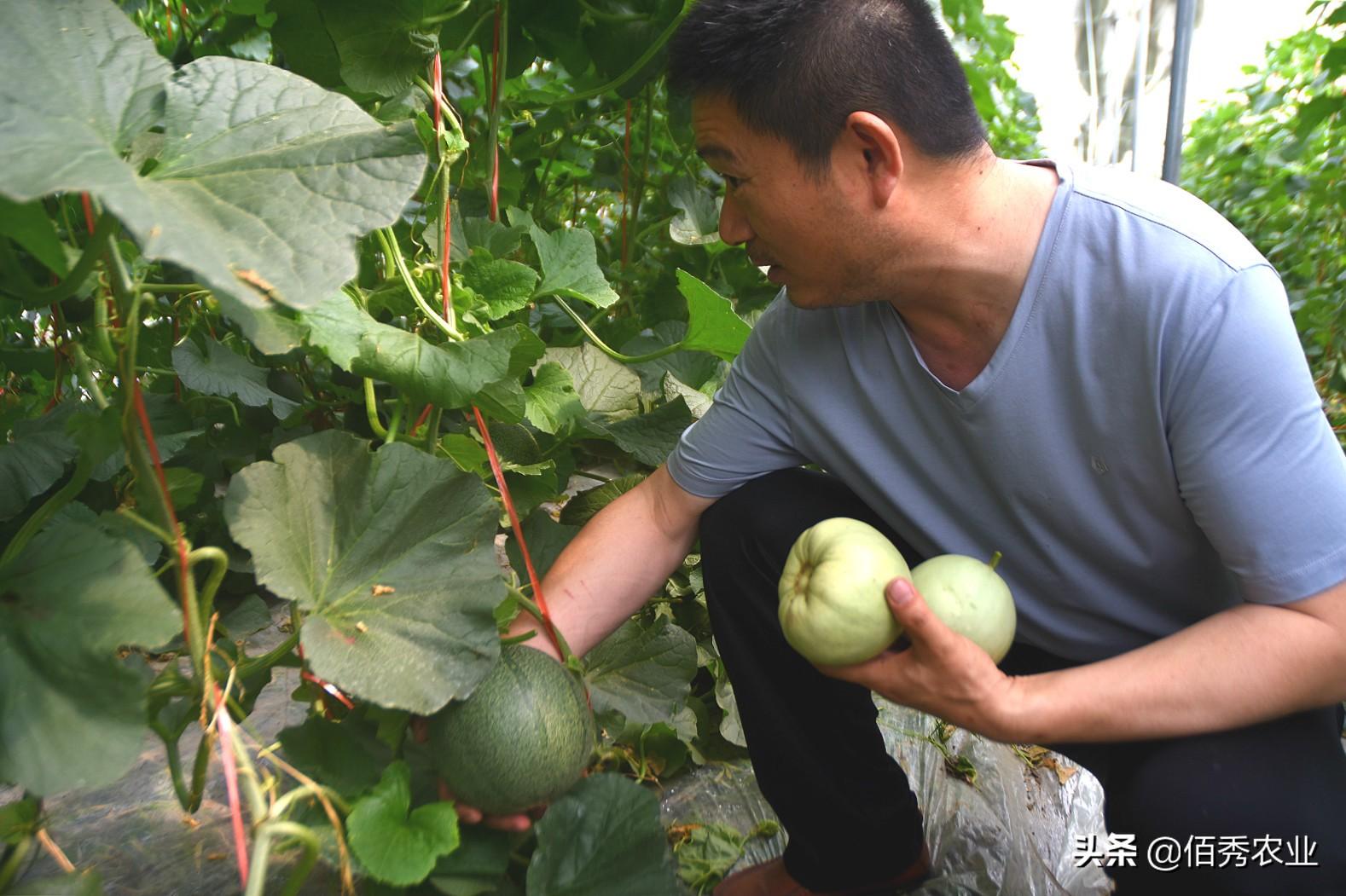 甜瓜大棚种植技术_大棚种植甜瓜技术要点_种大棚甜瓜效益怎么样