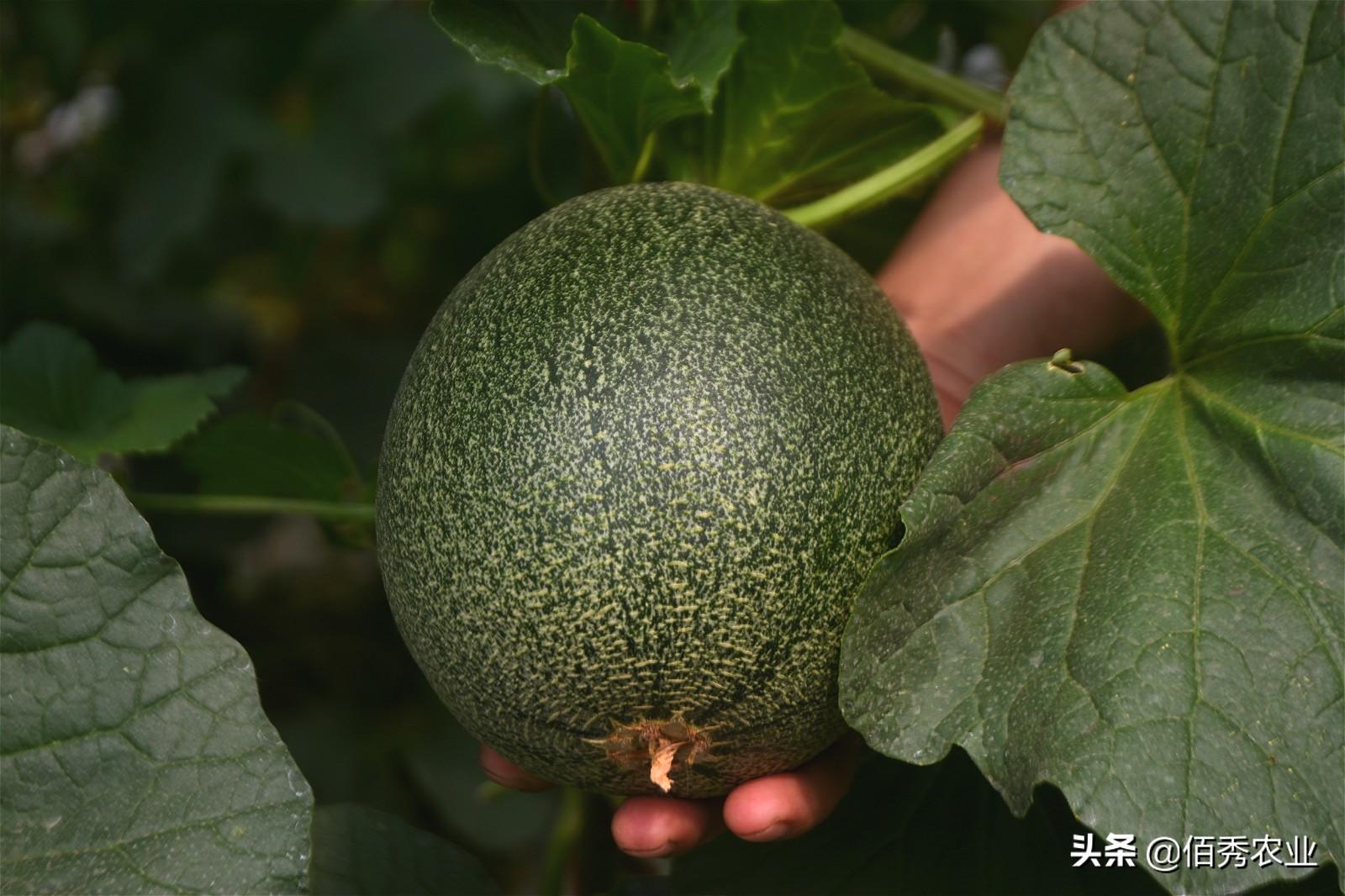 甜瓜大棚种植技术_种大棚甜瓜效益怎么样_大棚种植甜瓜技术要点