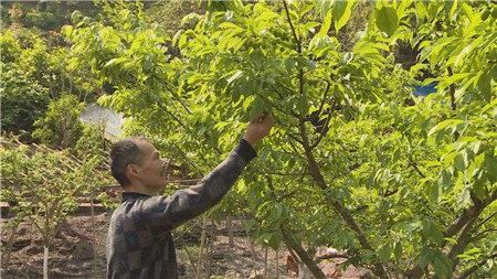 种植致富业_致富种植生态坚持什么原则_坚持生态种植致富