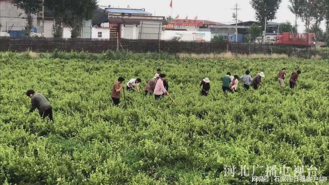 适合南方种植的名贵花卉_南方种植植物_南方致富花种植