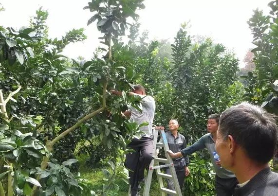 沙田柚种植方法_种植技术沙田柚视频_沙田柚种植技术