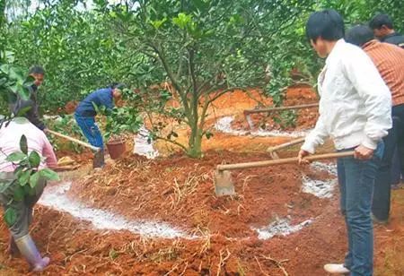 沙田柚种植方法_沙田柚种植技术_种植技术沙田柚视频