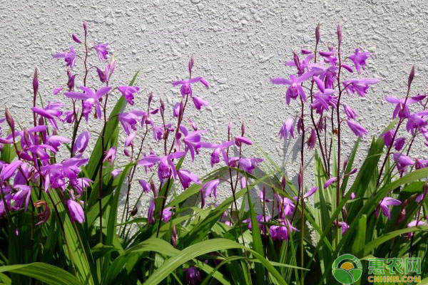 白芨药材种植利润如何？白芨市场动态及应用前景