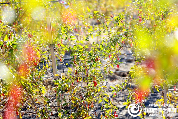 枸杞种植效益_种植枸杞的利润与成本_种植枸杞增收致富