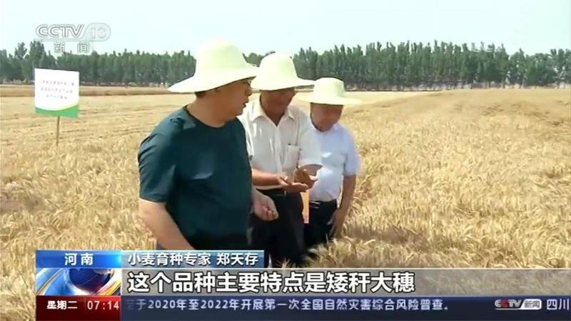 冬麦种植技术_麦冬种植技术及亩收益_麦冬种植技术及管理方法