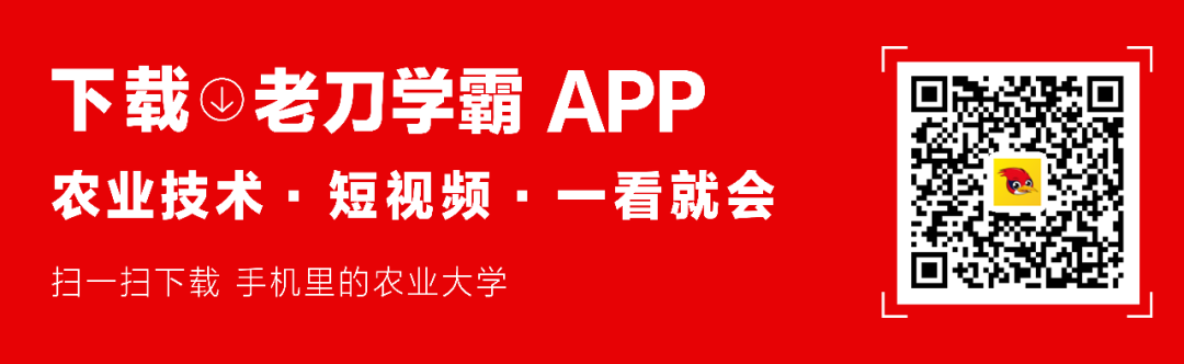 沙田柚种植技术和管理视频_种植技术沙田柚怎么种_沙田柚种植技术