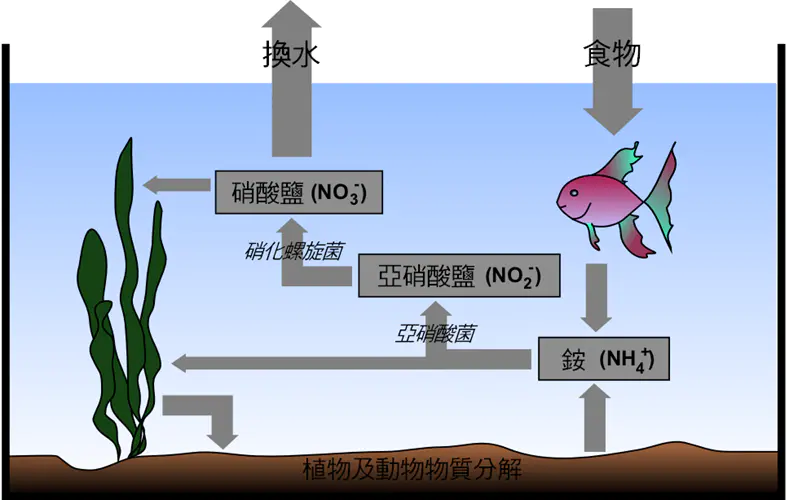 养殖泥鳅的技术_泥鳅养殖教程大全_泥鳅的养殖技术教程