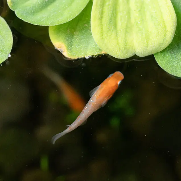 泥鳅养殖教程大全_养殖泥鳅的技术_泥鳅的养殖技术教程