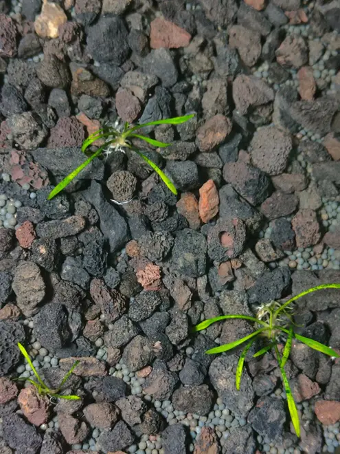 泥鳅的养殖技术教程_养殖泥鳅的技术_泥鳅养殖教程大全