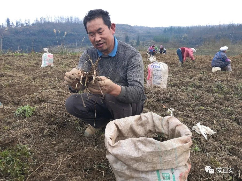 致富种植白芨视频_致富种植白芨图片_种植白芨致富