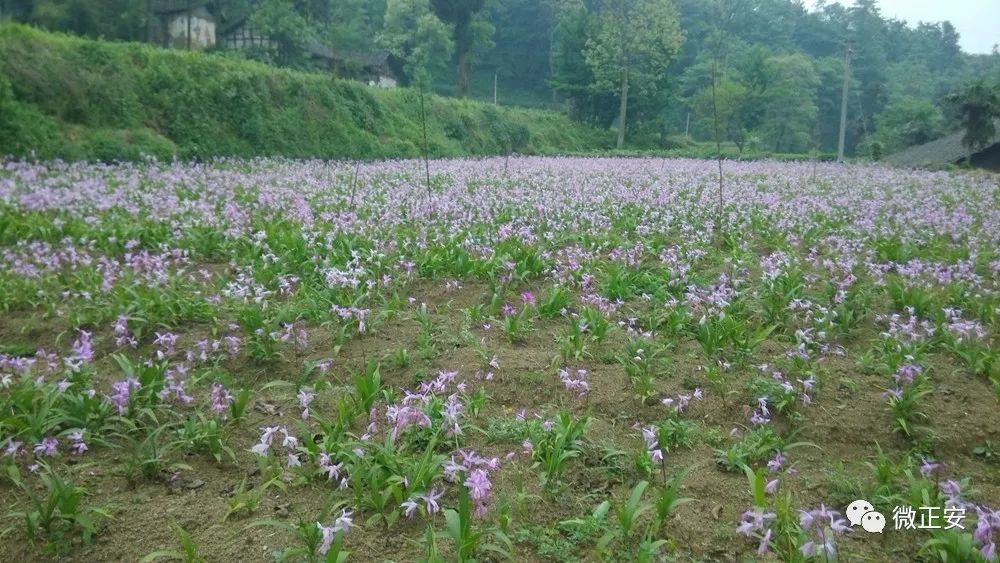 致富种植白芨图片_致富种植白芨视频_种植白芨致富