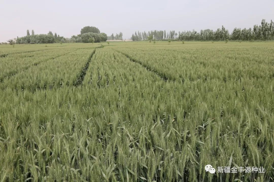 麦冬种植技术及亩收益_麦冬种植技术视频_冬麦种植技术