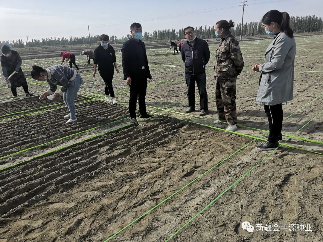 麦冬种植技术及亩收益_冬麦种植技术_麦冬种植技术视频