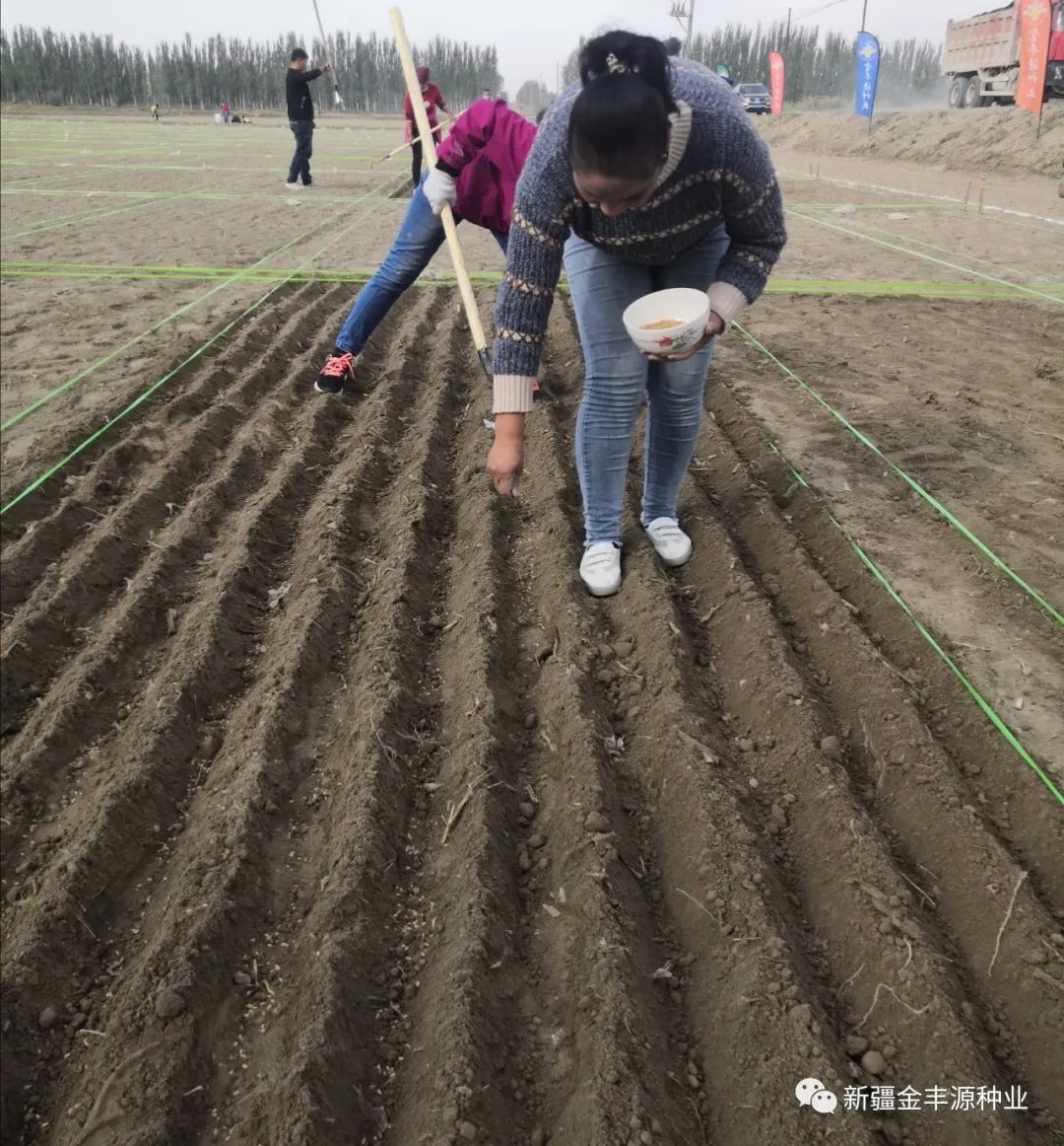 麦冬种植技术视频_冬麦种植技术_麦冬种植技术及亩收益