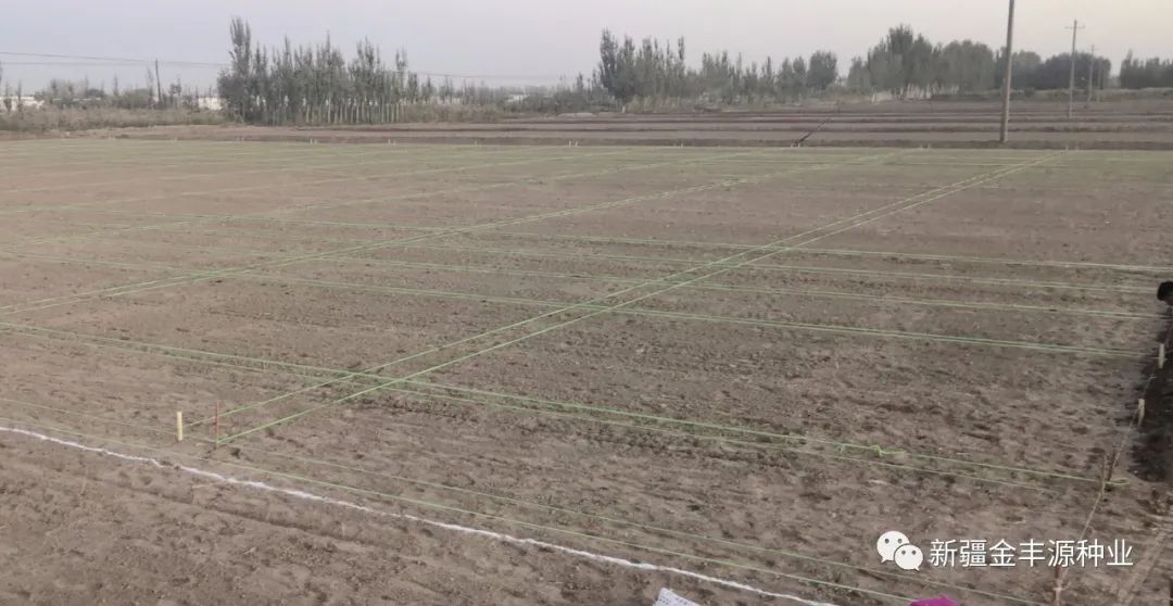 冬麦种植技术_麦冬种植技术视频_麦冬种植技术及亩收益