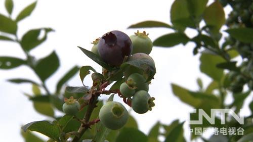 下载致富经视频_视频致富下载免费_致富小视频