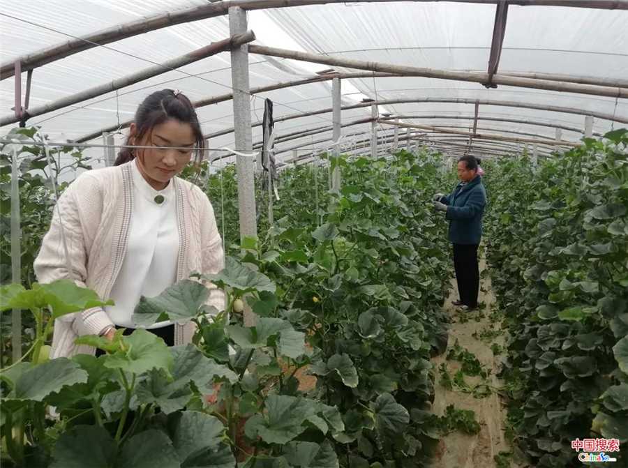 河南泌阳县这对夫妇有思路 种植香瓜致了富!