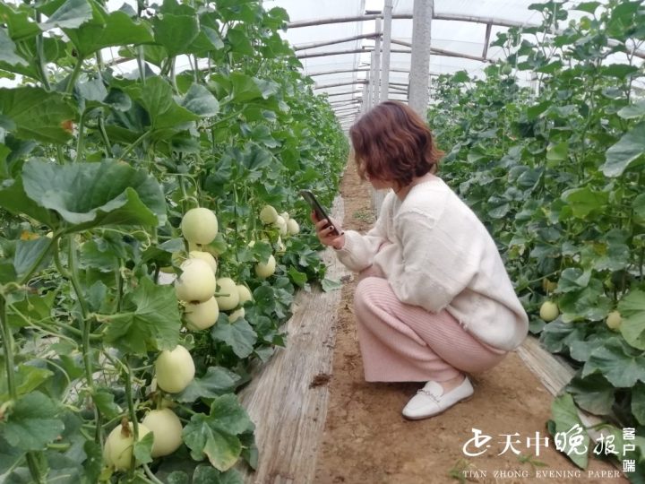 种植香瓜致富_香瓜种植效益_致富种植香瓜怎么样