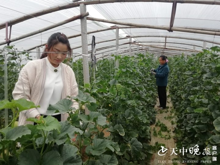 致富种植香瓜怎么样_香瓜种植效益_种植香瓜致富