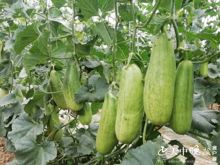 致富种植香瓜怎么样_种植香瓜致富_香瓜种植效益